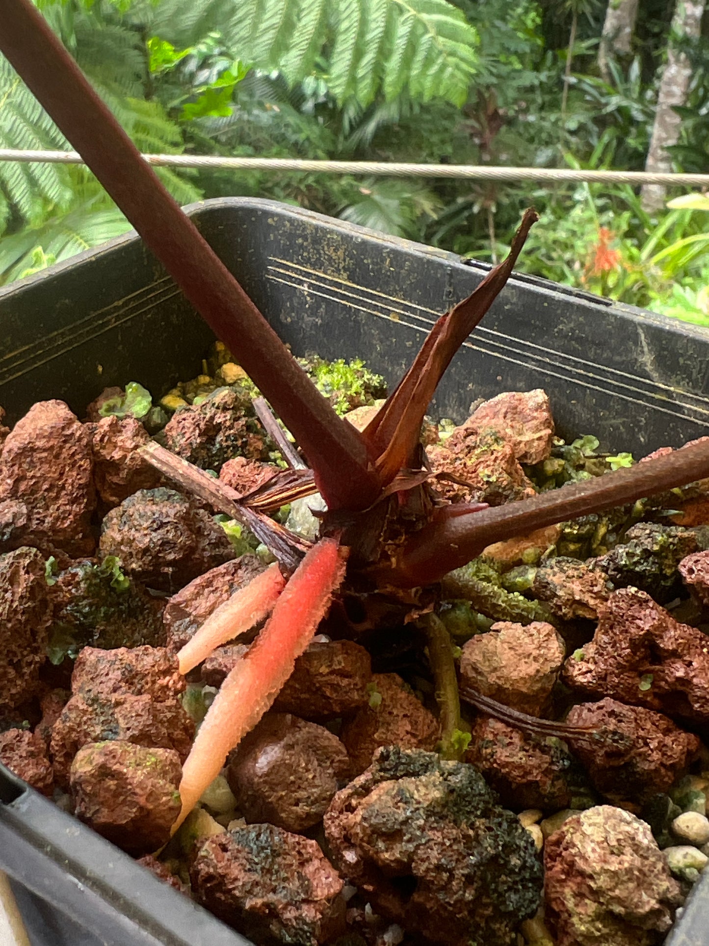 Anthurium Red Crystallinum Doc Block NOID