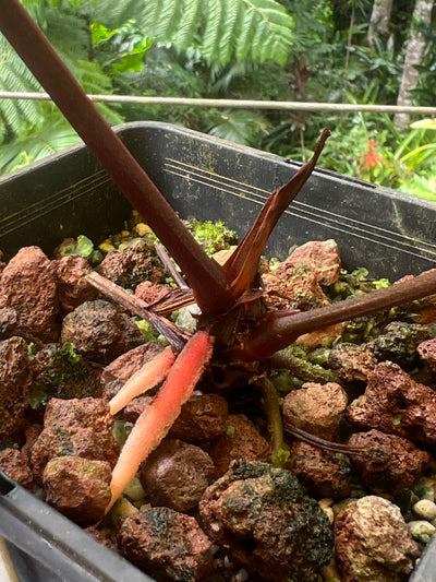 Anthurium Red Crystallinum Doc Block NOID