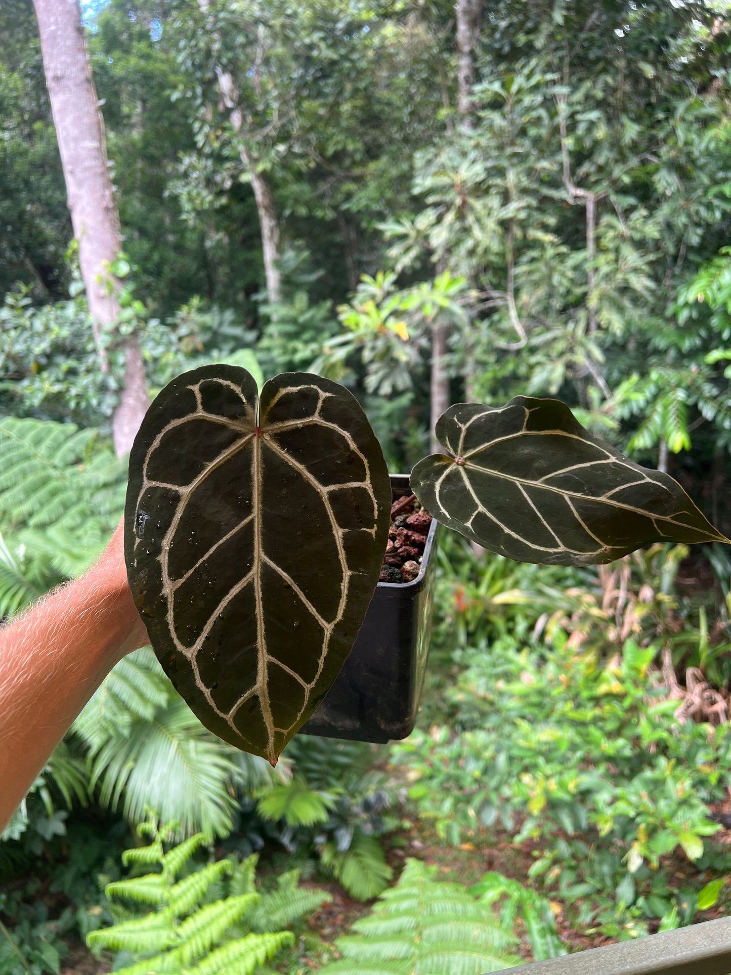 Anthurium Red Crystallinum Doc Block NOID