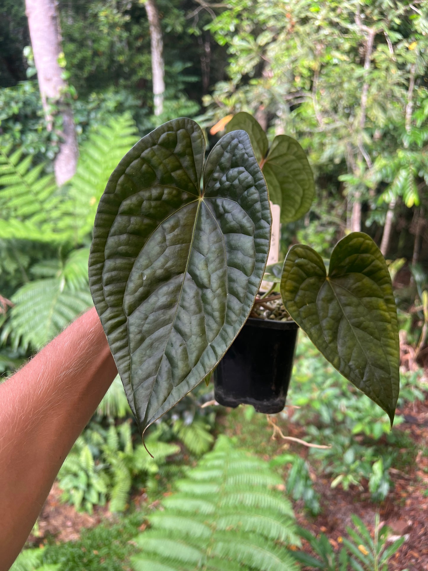 Anthurium 'Wuhoo's First Night' x luxurians