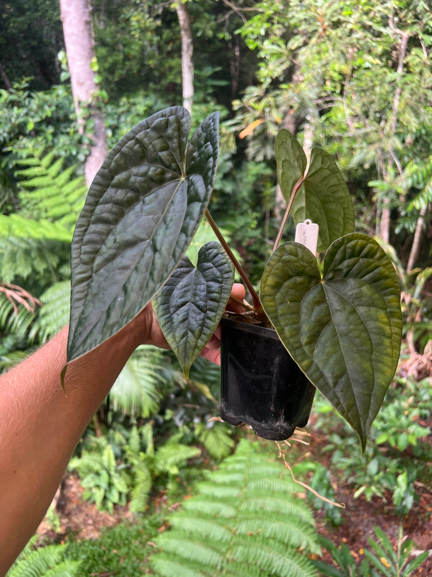 Anthurium 'Wuhoo's First Night' x luxurians