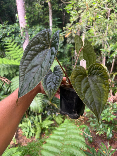 Anthurium 'Wuhoo's First Night' x luxurians