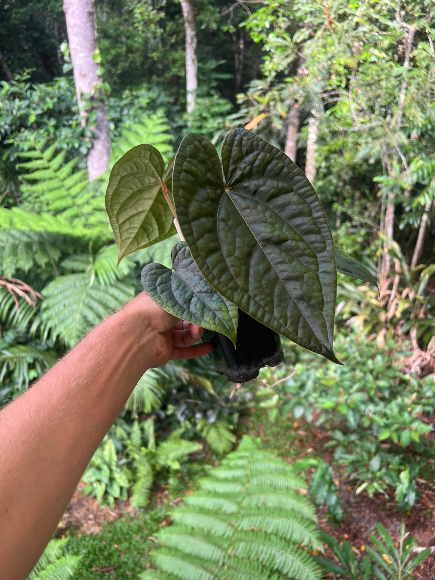 Anthurium 'Wuhoo's First Night' x luxurians