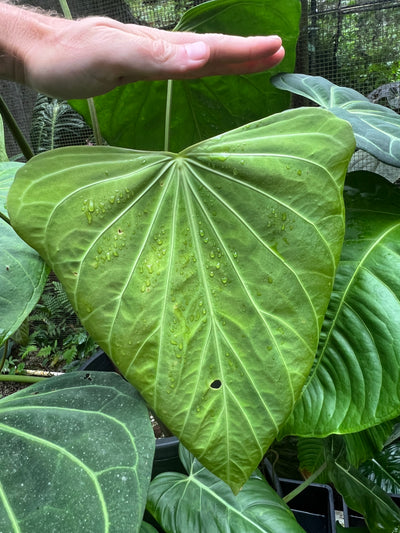 Anthurium Dark Cry x Flat Earth - Pack 6 Seedlings