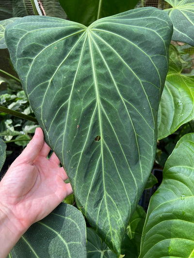 Anthurium Dark Cry x Flat Earth - Pack 6 Seedlings