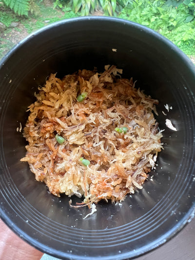 Anthurium Seed Pack x3+ Seeds forgetii hybrid x Travesty - Only 1 Pack