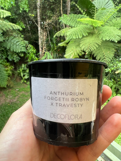 Anthurium Seed Pack x3+ Seeds forgetii hybrid x Travesty - Only 1 Pack