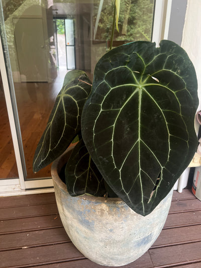 Anthurium Seed Pack x3+ Seeds forgetii hybrid x Travesty - Only 1 Pack