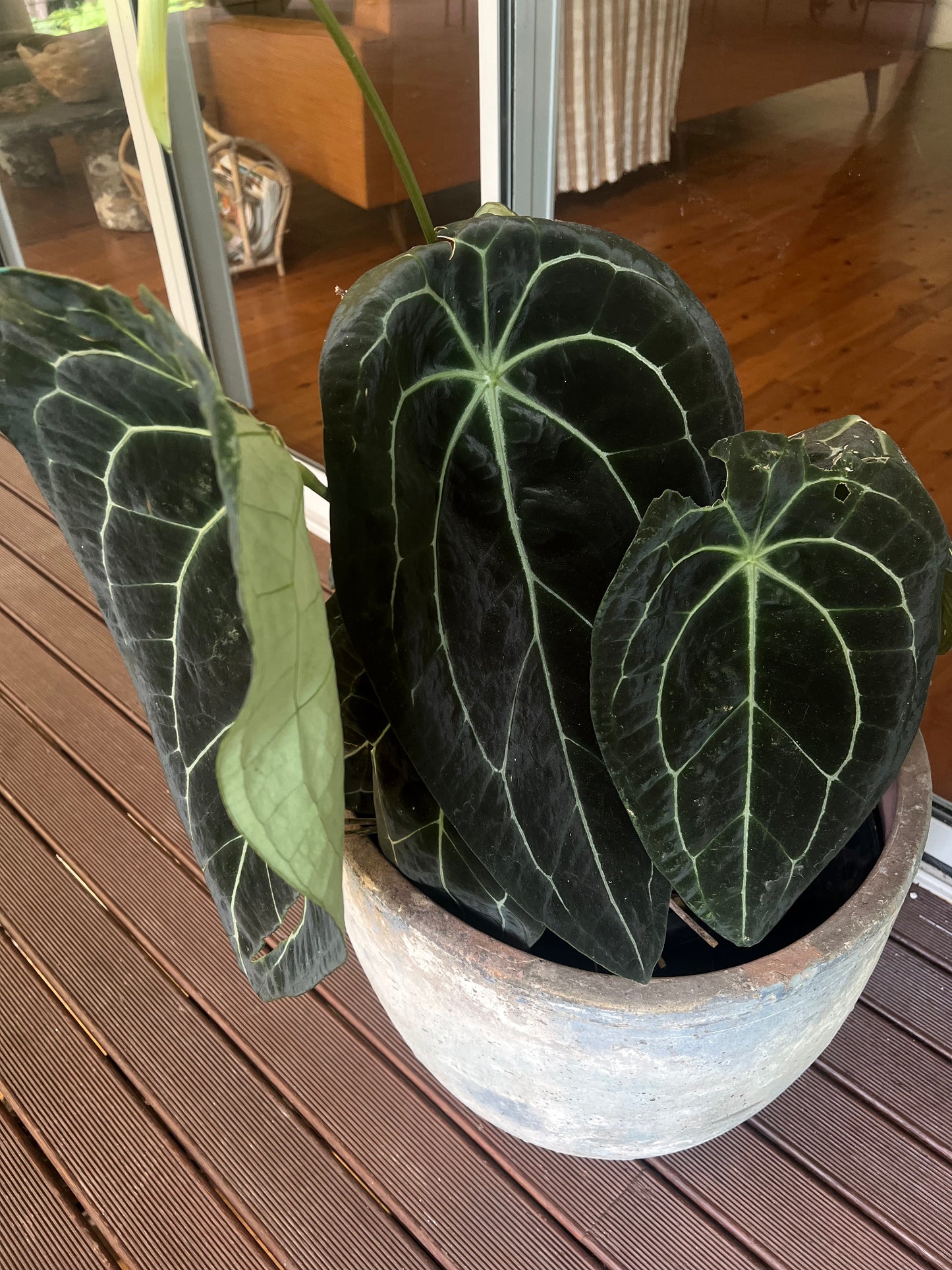 Anthurium Seed Pack x3+ Seeds forgetii hybrid x Travesty - Only 1 Pack