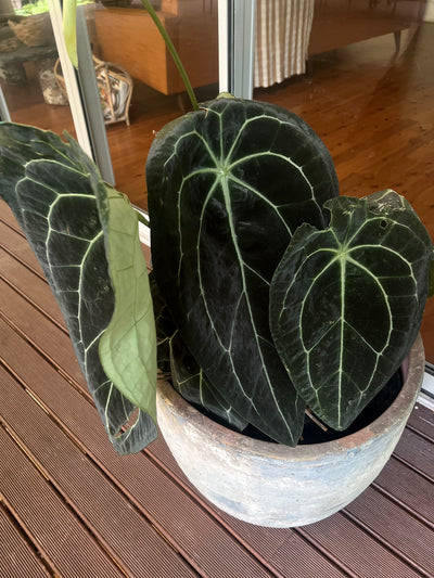 Anthurium Seed Pack x3+ Seeds forgetii hybrid x Travesty - Only 1 Pack