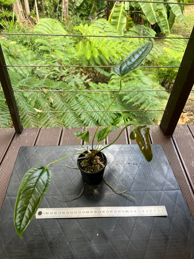 Anthurium furcatum