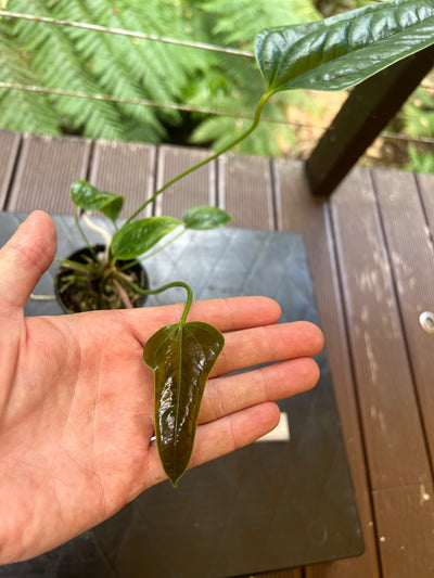 Anthurium furcatum