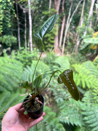Anthurium furcatum