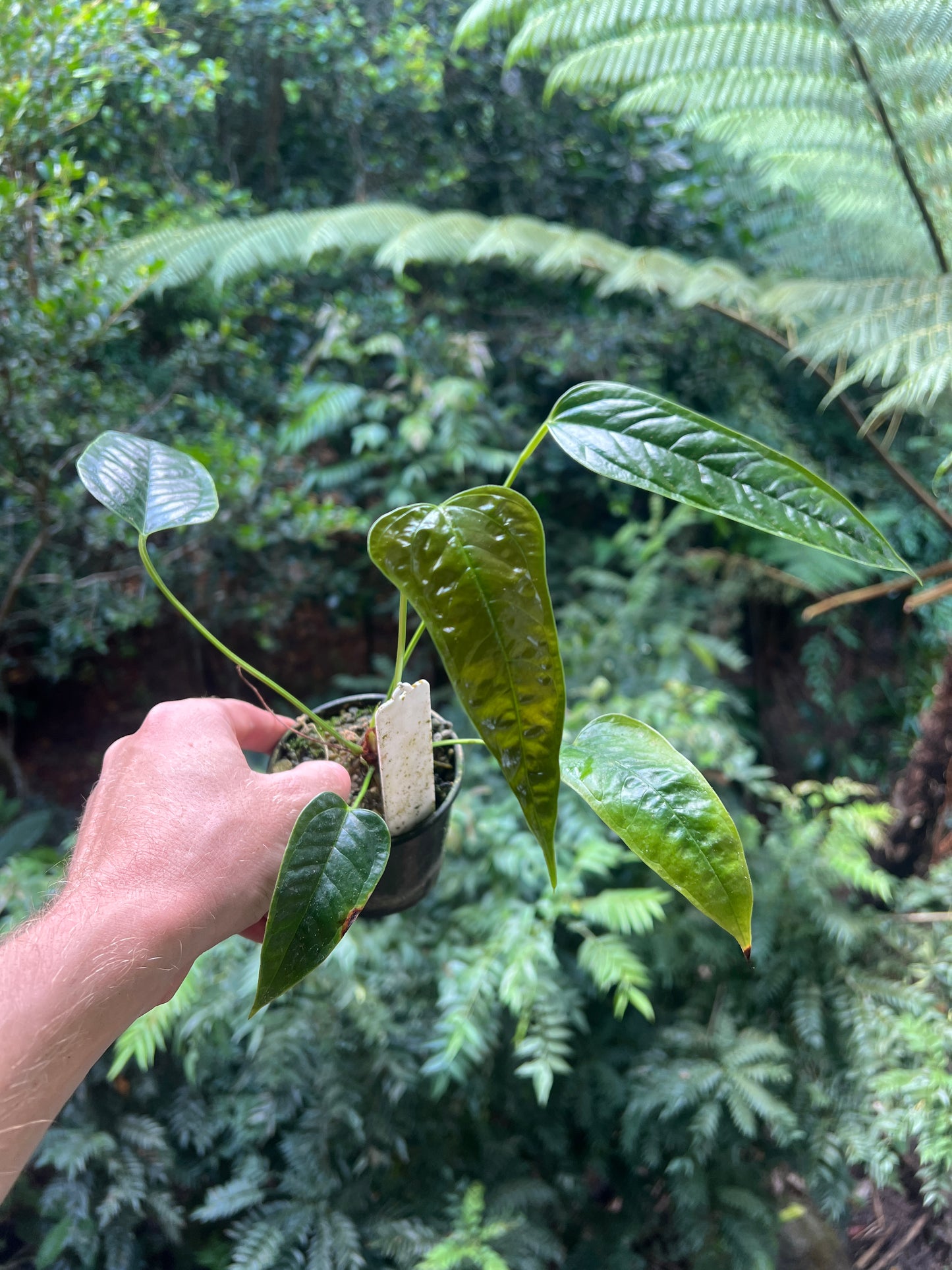 Anthurium Species x2 - furcatum and sp. Rheophyte (Guatemala species)