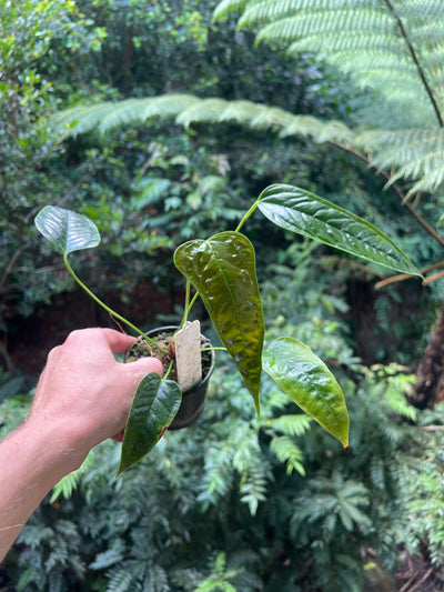Anthurium Species x2 - furcatum and sp. Rheophyte (Guatemala species)