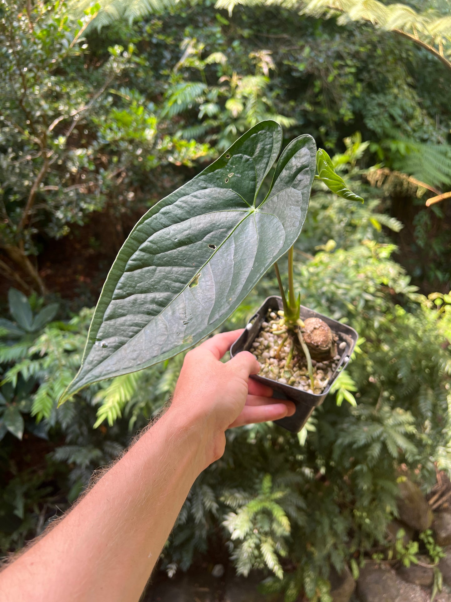 Anthurium Species x2 - furcatum and sp. Rheophyte (Guatemala species)