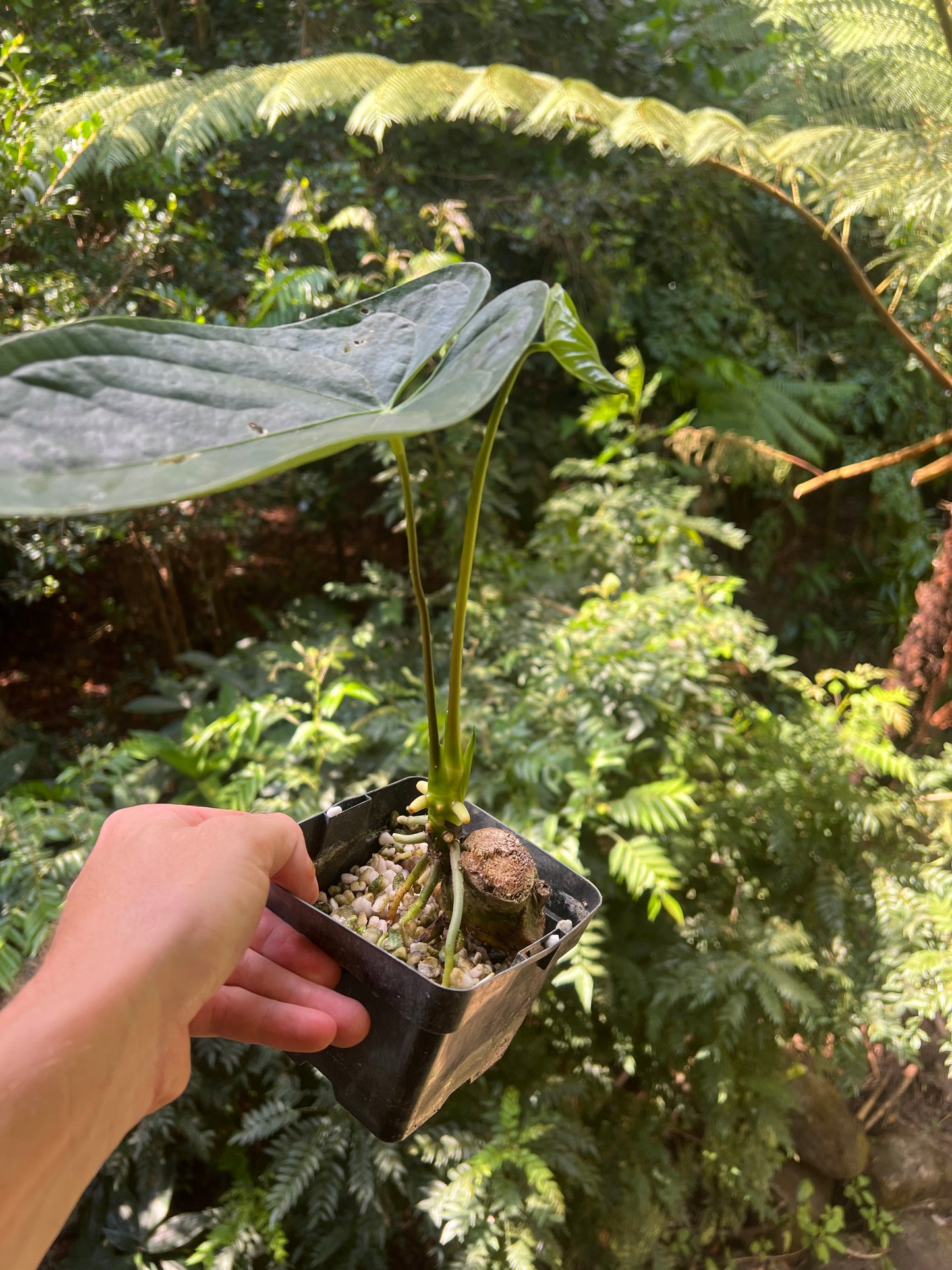 Anthurium Species x2 - furcatum and sp. Rheophyte (Guatemala species)
