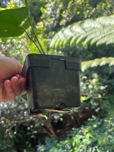 Anthurium Species x2 - furcatum and sp. Rheophyte (Guatemala species)