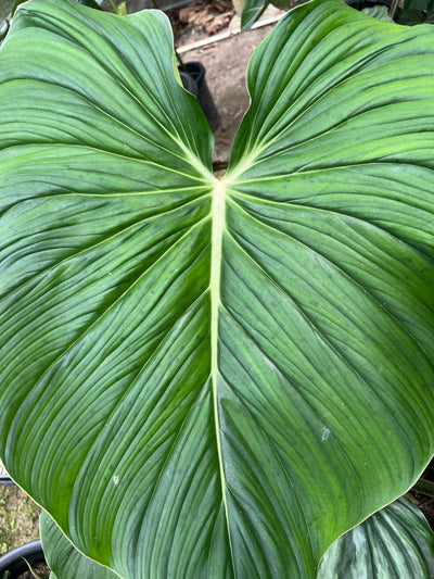 Philodendron Gaia Clone