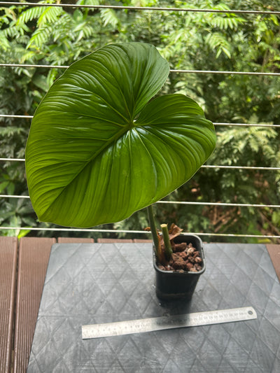 Philodendron Gaia Clone