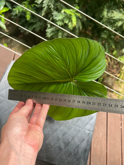 Philodendron Gaia Clone