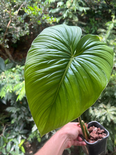 Philodendron Gaia Clone