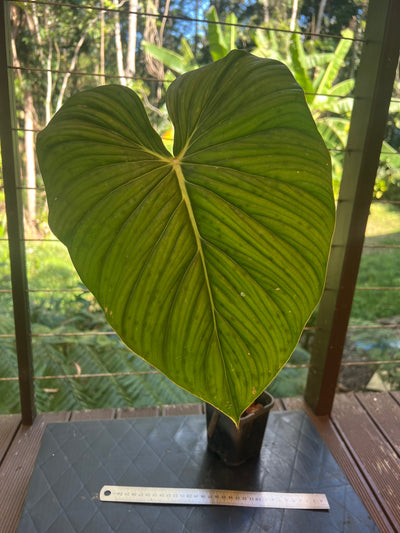 Philodendron Gaia Clone