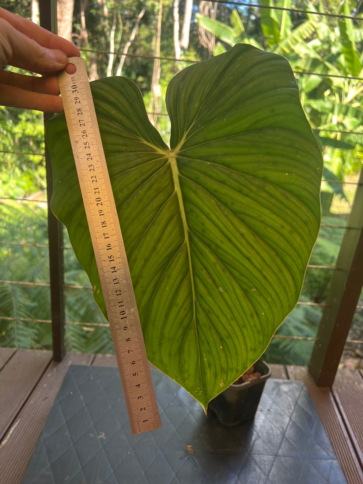 Philodendron Gaia Clone