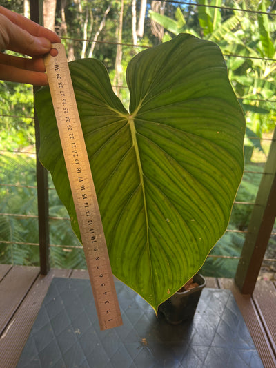 Philodendron Gaia Clone