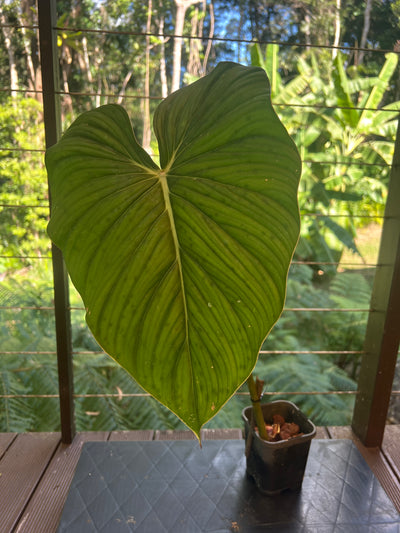 Philodendron Gaia Clone