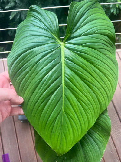 Philodendron Gaia Clone