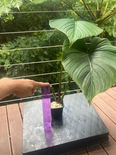 Philodendron Gaia Clone
