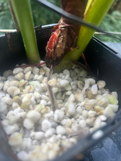 Philodendron Gaia Clone