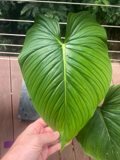 Philodendron Gaia Clone