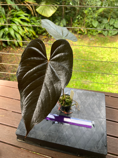 Anthurium Dark Glossy Hybrid Large