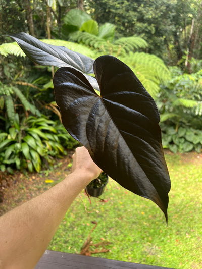 Anthurium Dark Glossy Hybrid Large