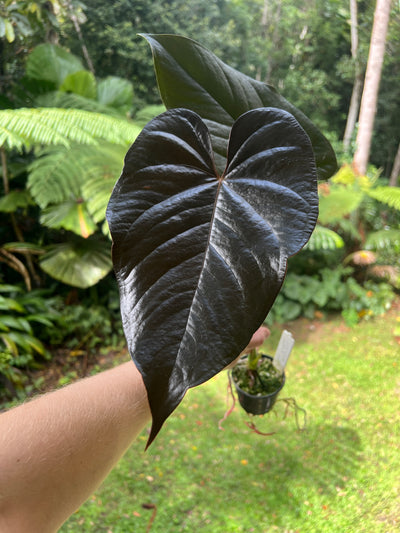 Anthurium Dark Glossy Hybrid Large