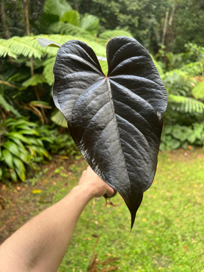 Anthurium Dark Glossy Hybrid Large