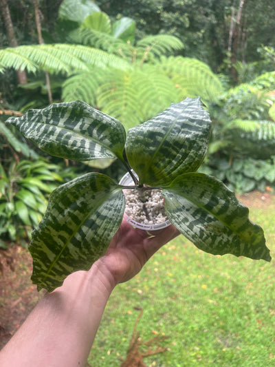 Dracaena goldieana x2 Plants