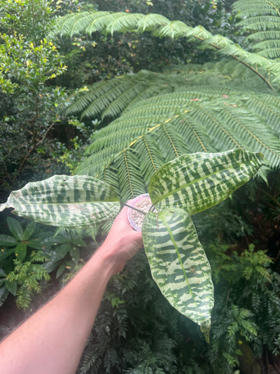 Dracaena goldieana x2 Plants
