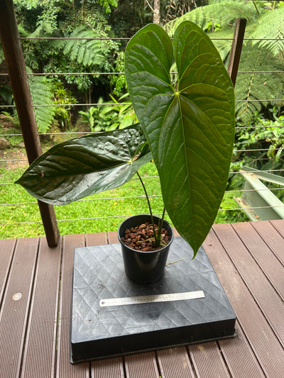 Anthurium Guatemalan species Rheophyte > Huge Plant > Sent Bare Root
