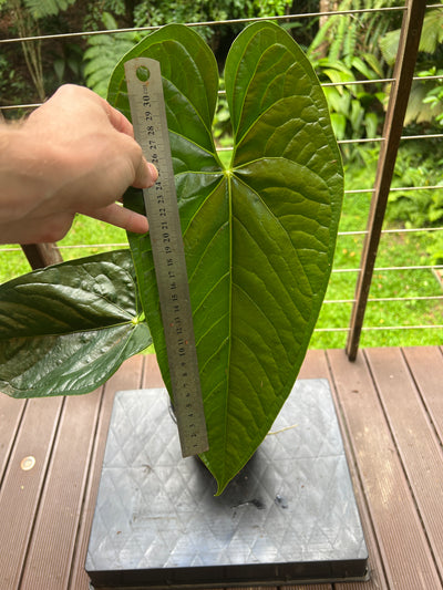 Anthurium Guatemalan species Rheophyte > Huge Plant > Sent Bare Root