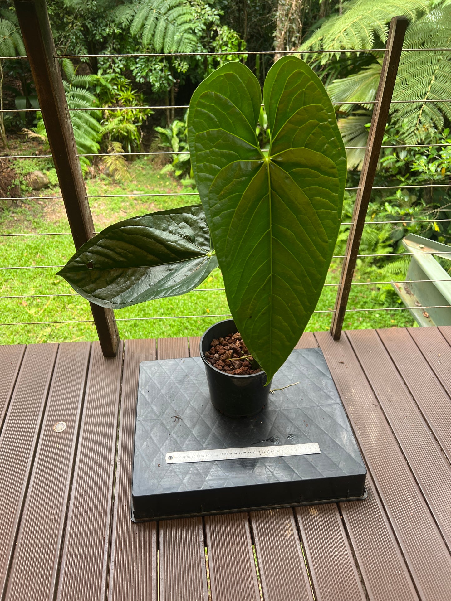 Anthurium Guatemalan species Rheophyte > Huge Plant > Sent Bare Root