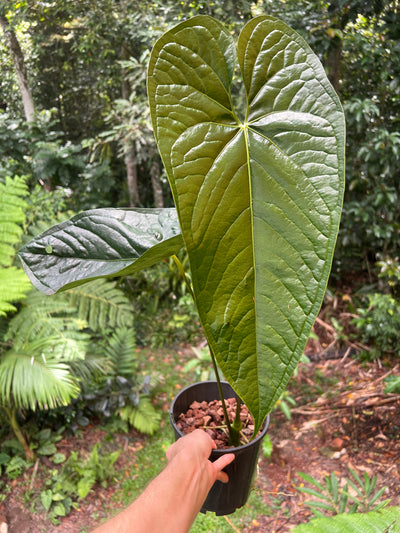 Anthurium Guatemalan species Rheophyte > Huge Plant > Sent Bare Root