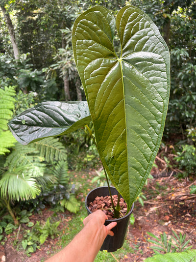 Anthurium Guatemalan species Rheophyte > Huge Plant > Sent Bare Root