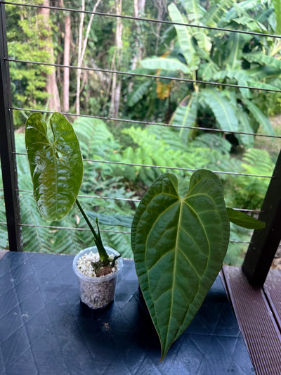 Anthurium Guatemalan species + Crystallinum x Guat - Two Plants