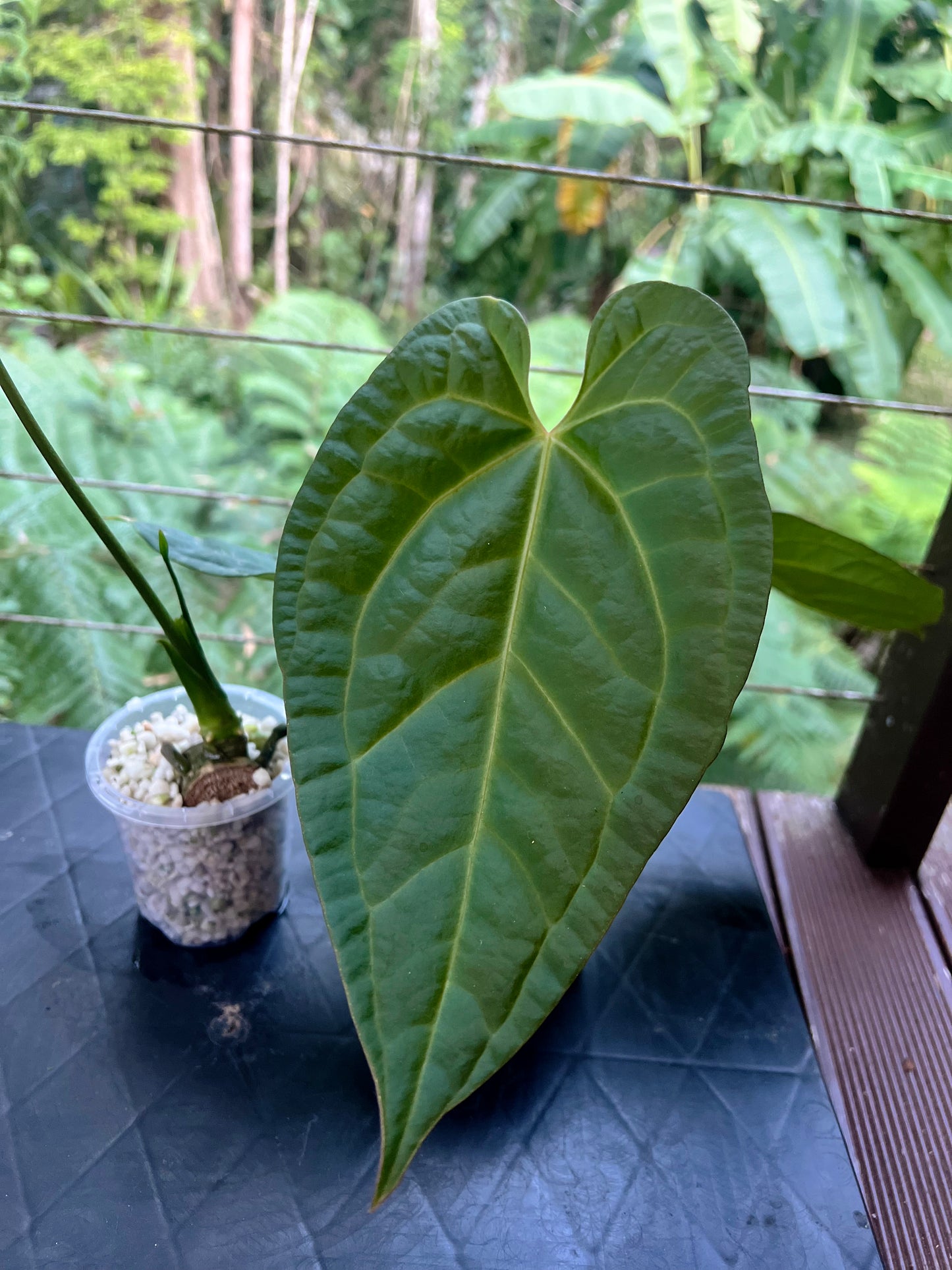 Anthurium Guatemalan species + Crystallinum x Guat - Two Plants