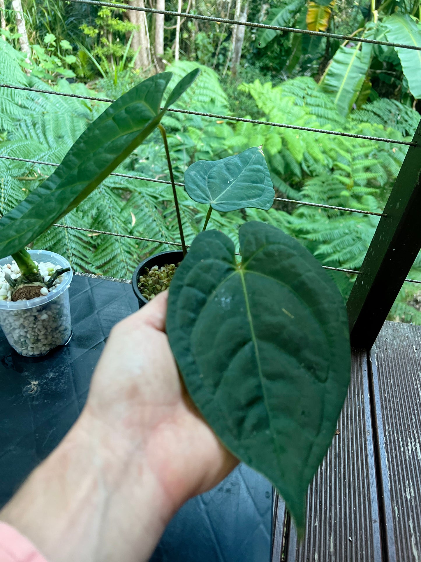 Anthurium Guatemalan species + Crystallinum x Guat - Two Plants