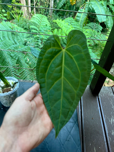 Anthurium Guatemalan species + Crystallinum x Guat - Two Plants