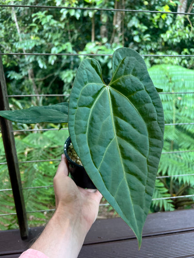 Anthurium Guatemalan species + Crystallinum x Guat - Two Plants